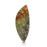 Rainbow Ammolite